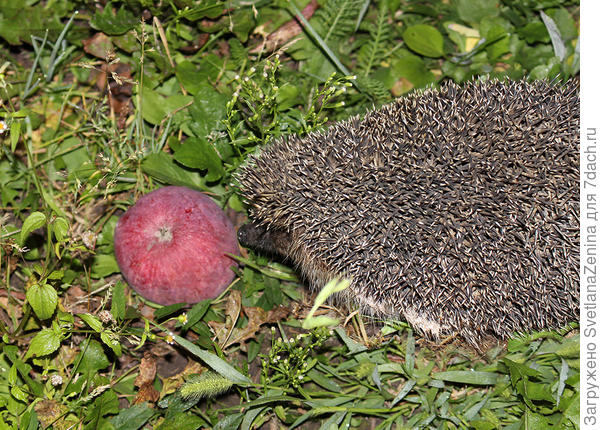 Охотник за яблоками