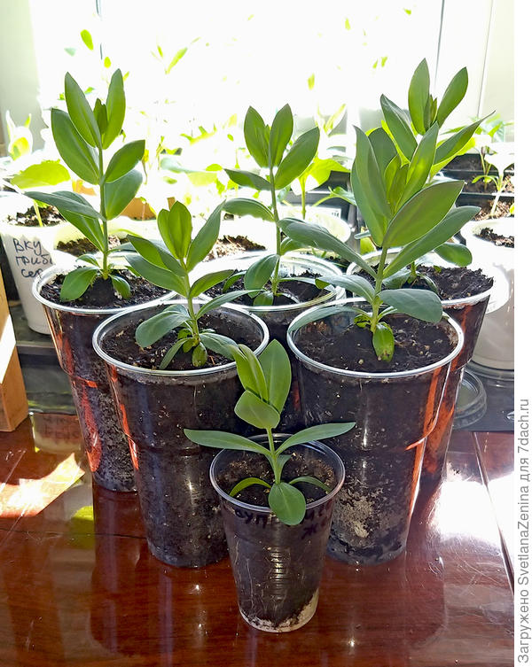 Начала пересаживать.