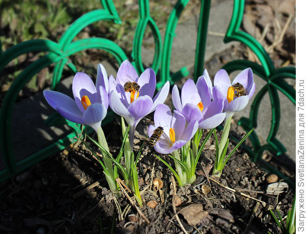 Крокусы