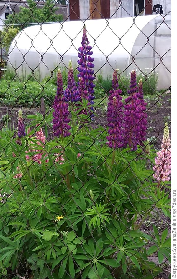 Соседские красавцы люпины радуют и мой взор )