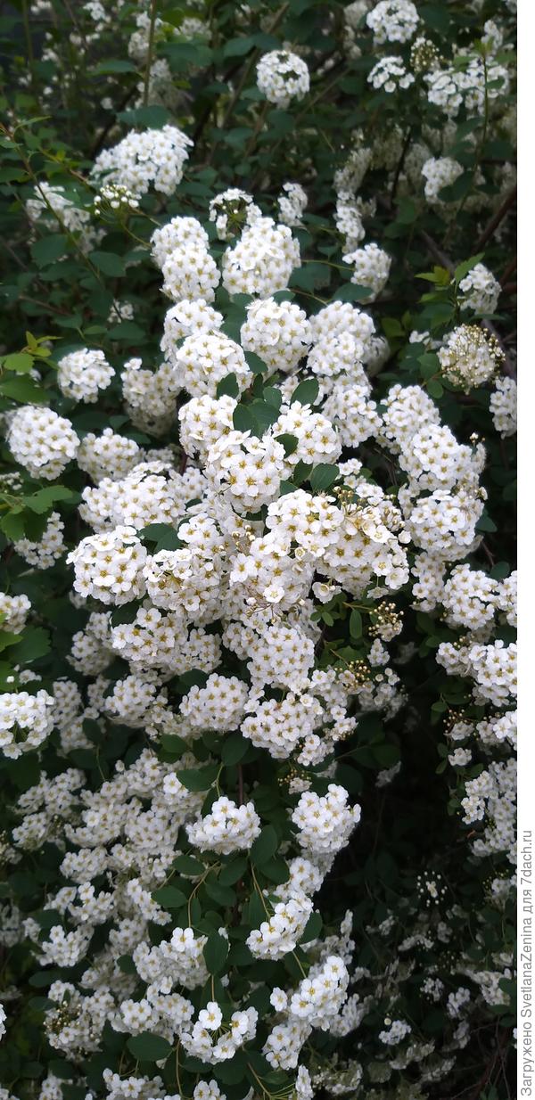 А это наша "Невеста" зацвела