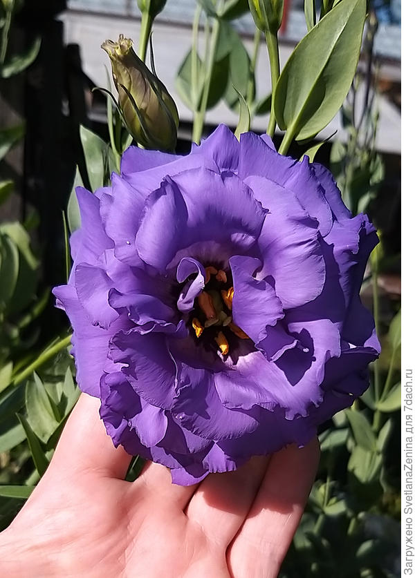 На стакане моём написано Махровая пурпурная, но подозреваю, что этот скорее Эхо Пурпур