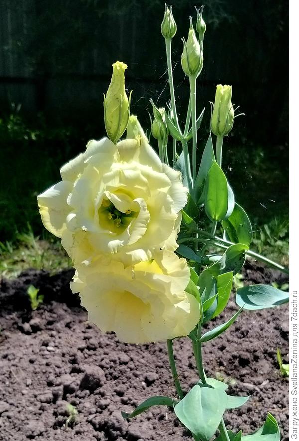 Супер Мэджик F1 желтая