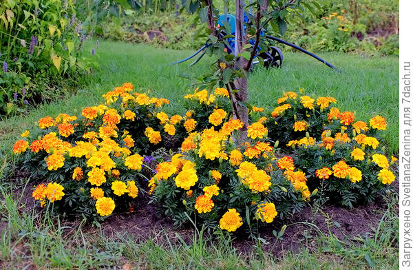 хотя сейчас уже пышненькие