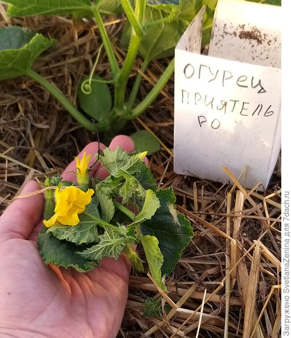 Ослепление нижних пазух