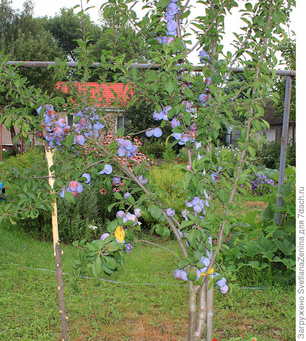Во время урагана несколько тонких веточек со сливами отломило напрочь (( большую подпёрли - выносила урожай