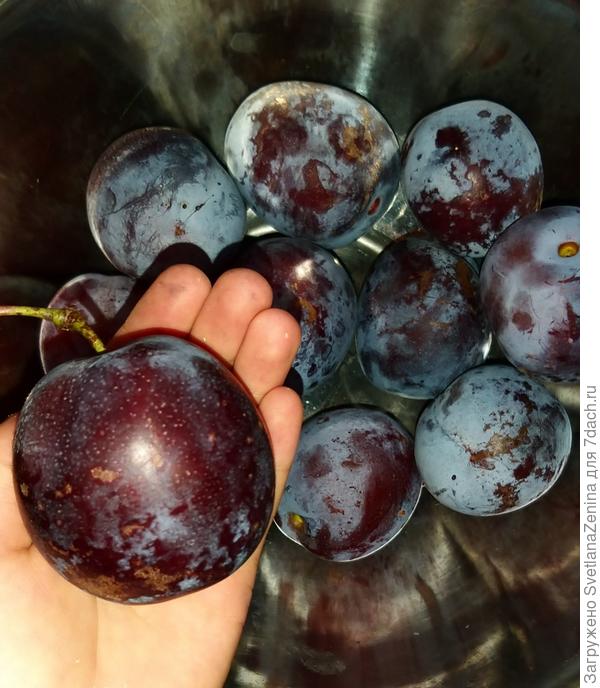 Единичные экземпляры больше 100 гр.