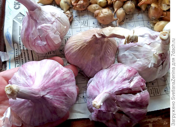 Иссык-Кульсий. Только из магазина