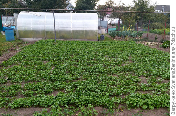 Сидераты после картофеля