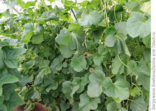 Дынные заросли