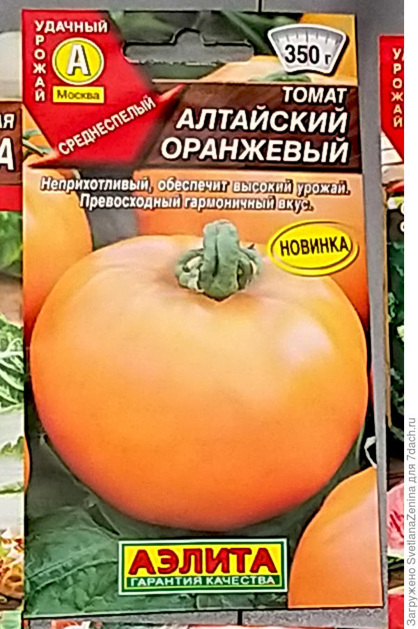 Вкуснейший томат Алтайский оранжевый. Описание сорта. Особенностивыращивания из семян. Фото