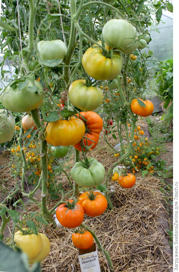 Вкуснейший томат Алтайский оранжевый. Описание сорта. Особенностивыращивания из семян. Фото