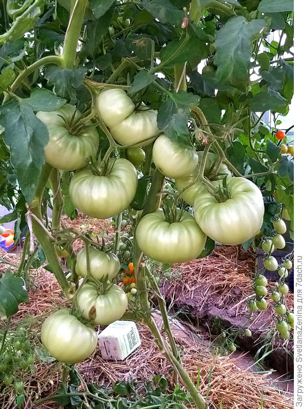 16 июля. еще в процессе роста плодов