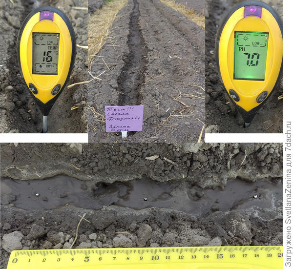 Посев свёклы