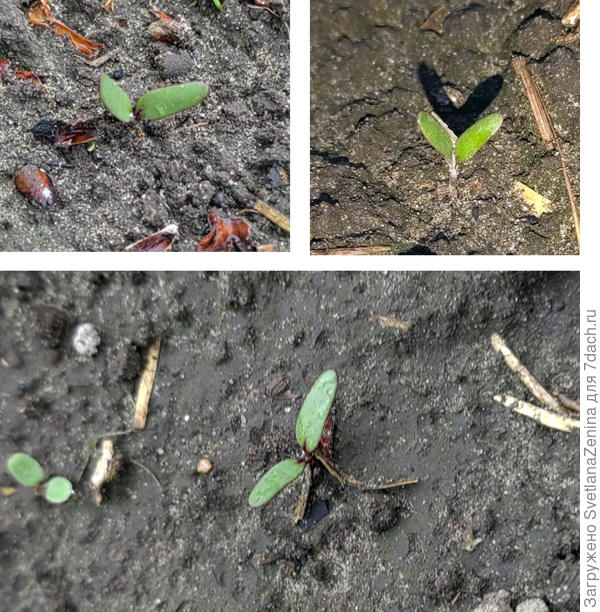 Всходы Джулии