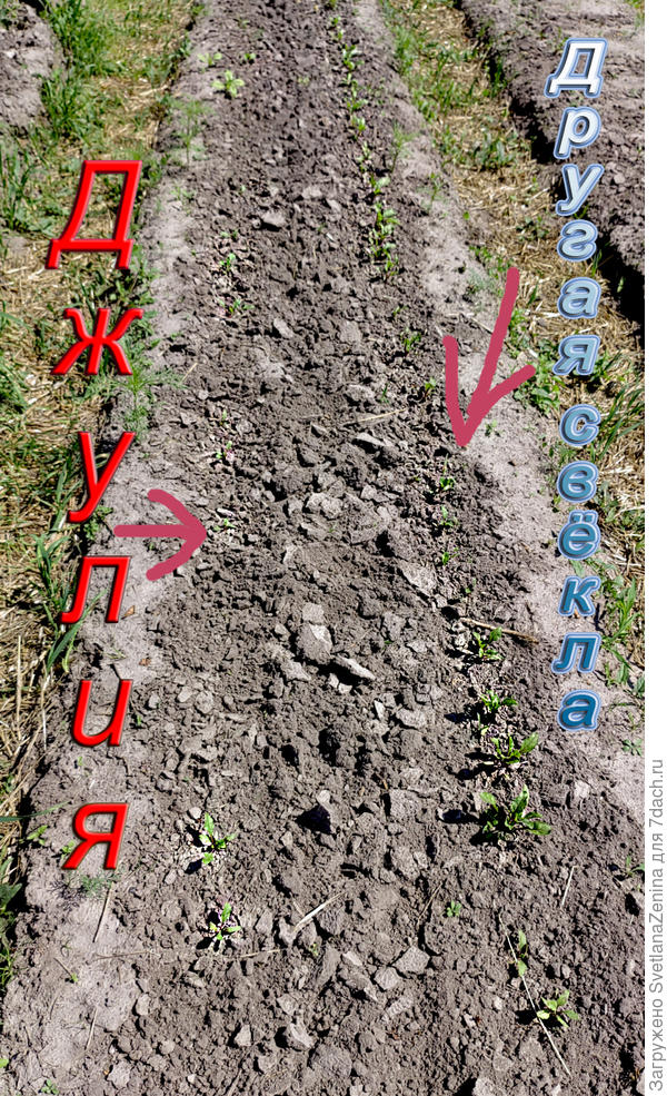 На грядке 10 июня