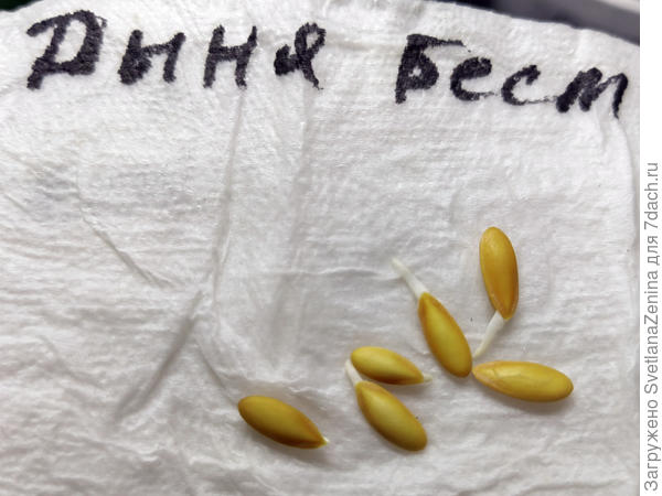 Проклюнулись