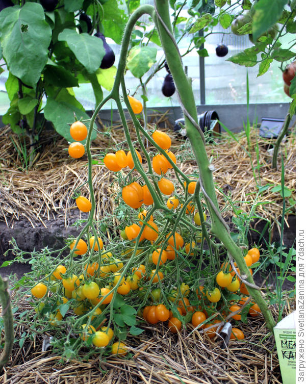 одна кисточка