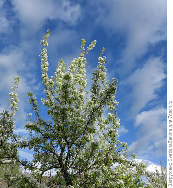 И синь, и кружева...