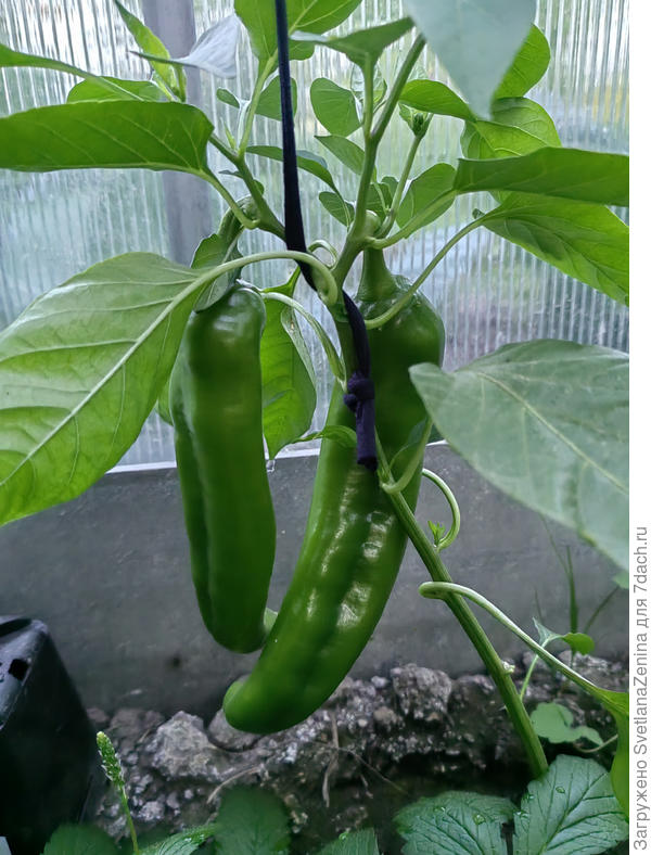 Шоколадный от Оксаны 3 июля. Пока висят