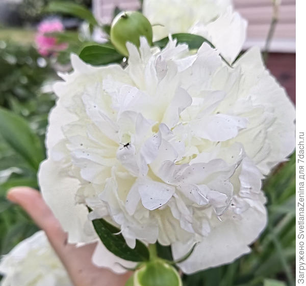 С Днём рождения!