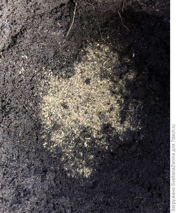 Горчичный жмых