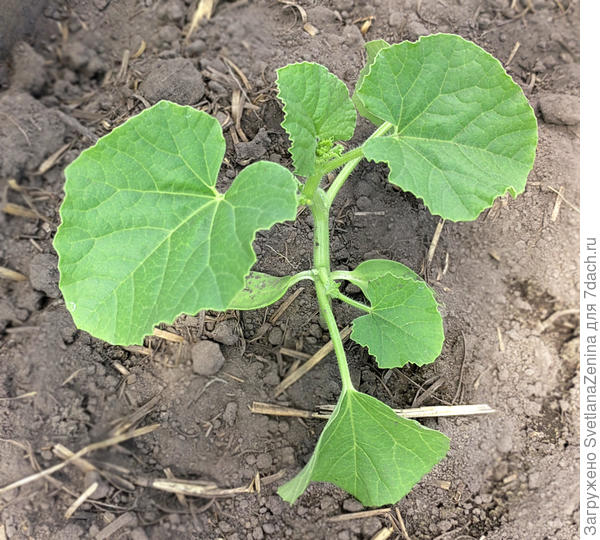 Через 2 дня после посадки