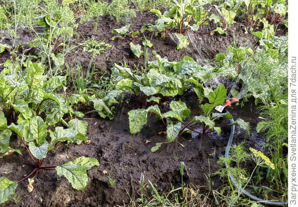 Дождевание свёклы