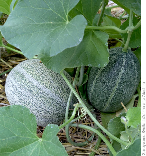 18.07