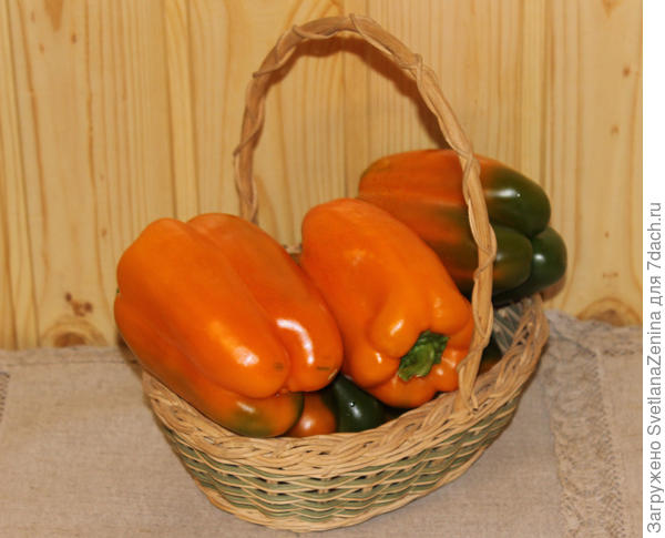 Рыжик от Вашего хозяйства