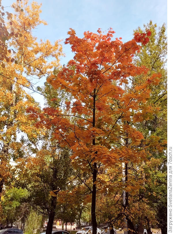 Потому очень редкие солнечные деньки вызывают особую радость