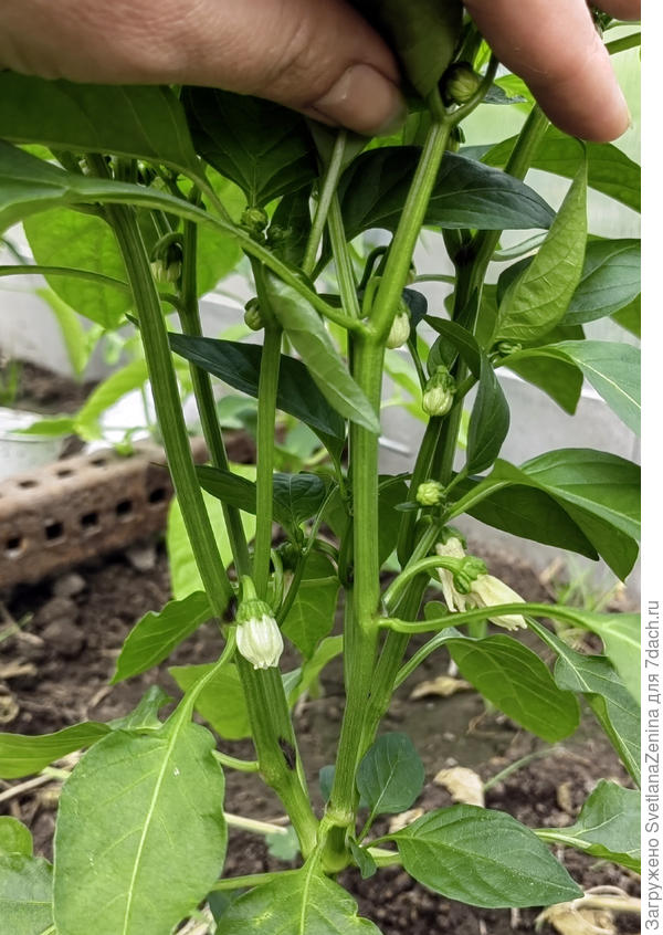 Очередные цветы 29.06