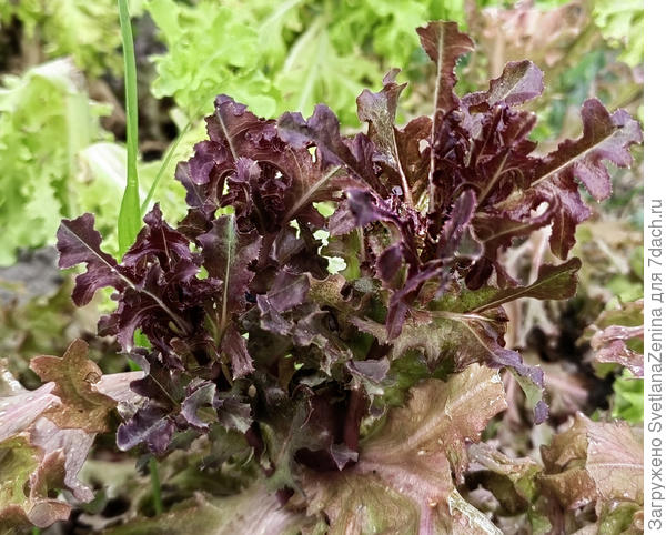 Отрастает после срезки