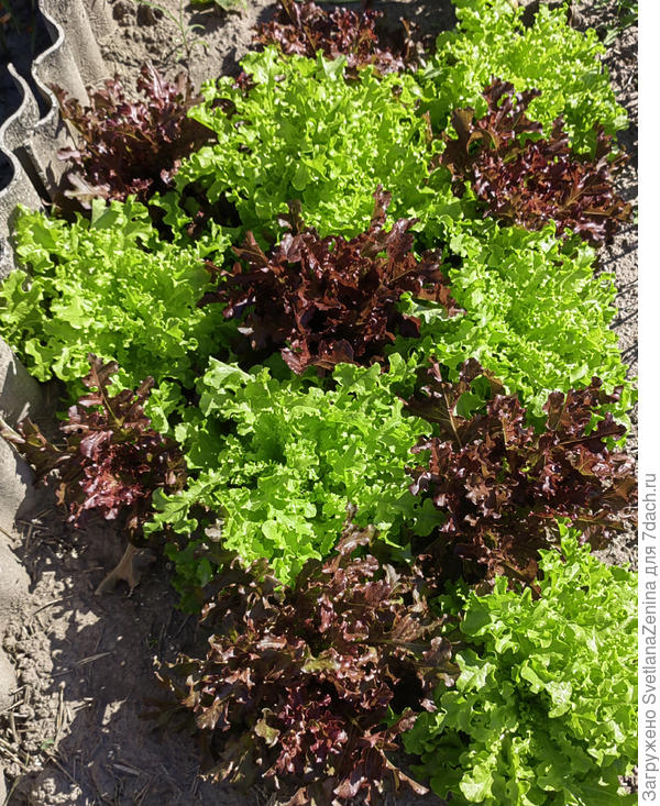 Салаты Боярский и Дубровский