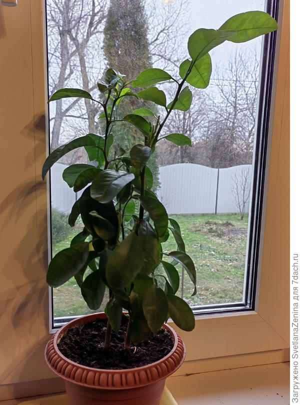 21 января. А за окном не снег, не лёд )))