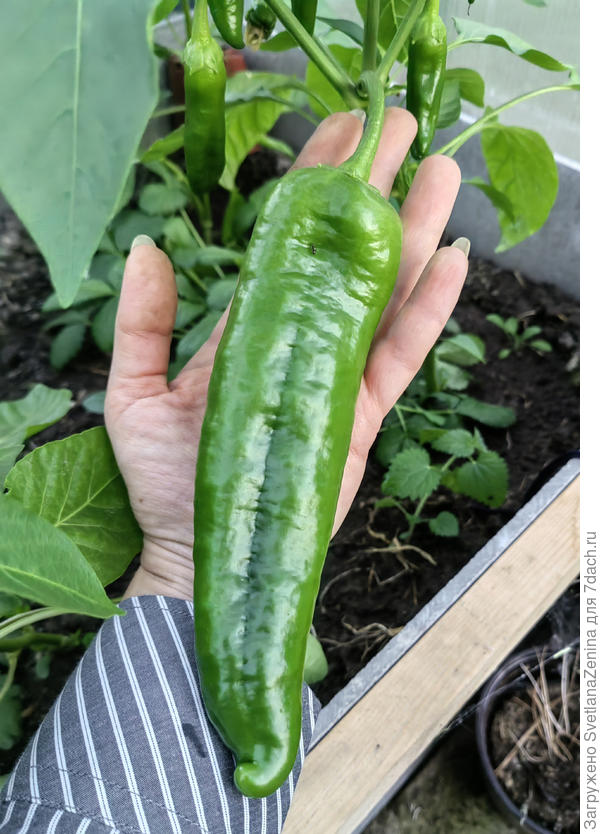 3 июля нечаянно отломила еще зеленый, но оказался сладкий вкусный