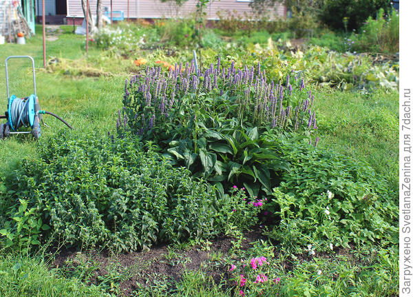 Первый год. всё выращено из семян