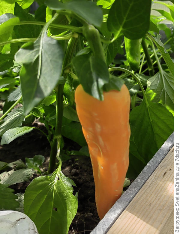 15 июля уже в биологической спелости висит