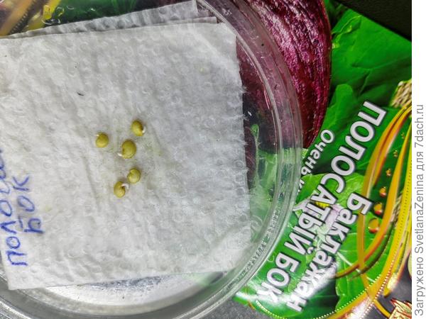 Семена проклюнулись через 2 дня