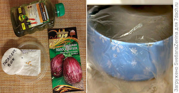 Семена на проращивании