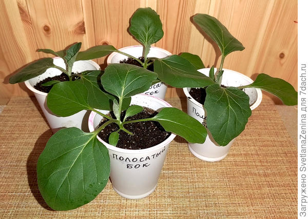 Полосатый бок