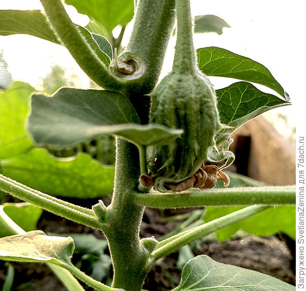 2 недели висит, очень крупный