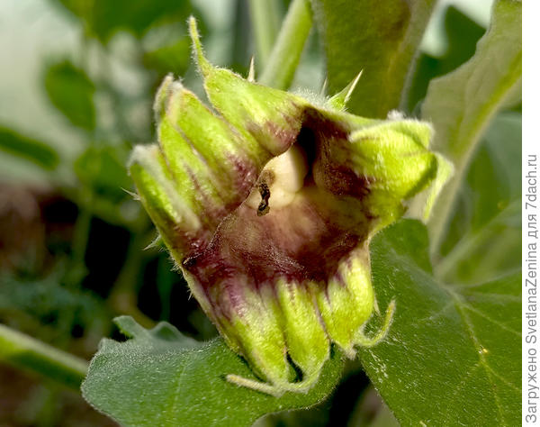 а внутри непонятный малюсенький зародыш