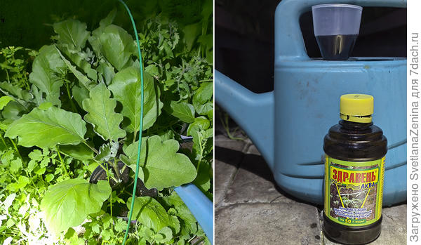 Подкормка рассада