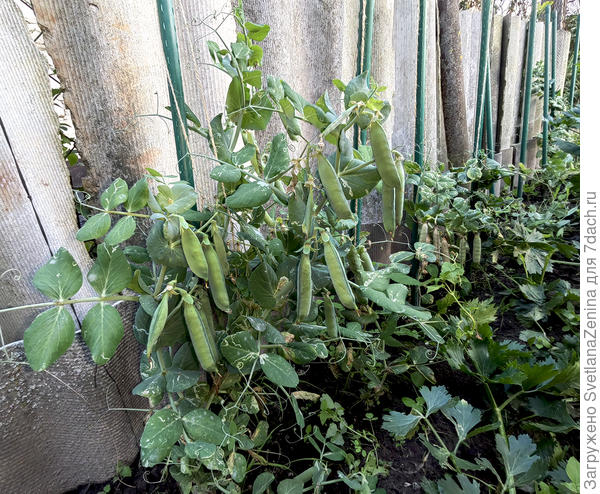 Прищипнутый