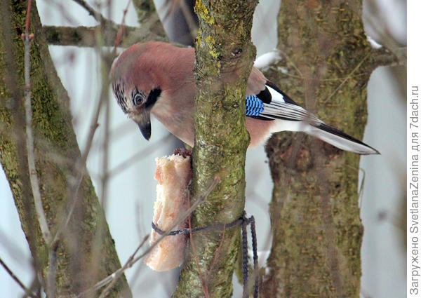 Сойки любят сало
