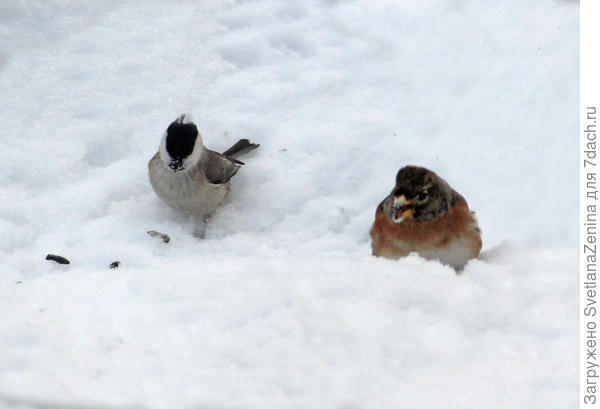 Гаичка и кажется воробей
