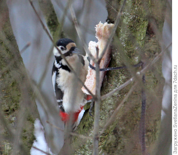 И дятлы любят сало