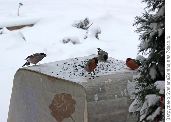 Пока не прилетела грозная жена )))