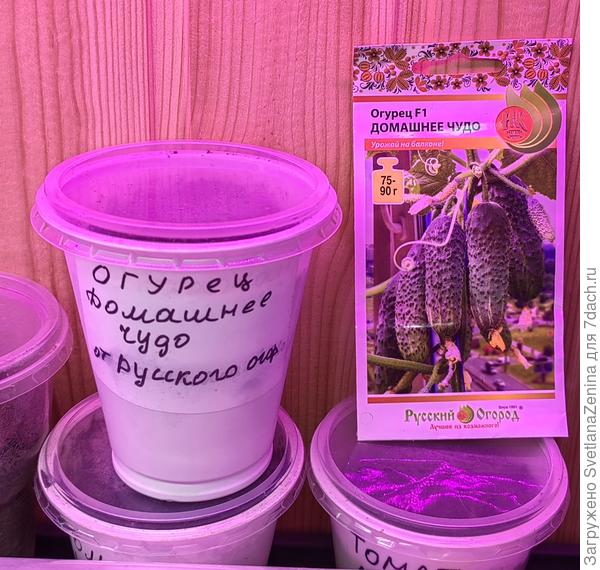 Домашнее чудо